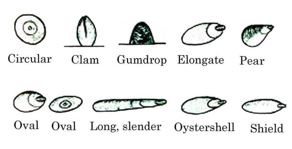 Shapes of adult female scales. Shapes of adult female scales.