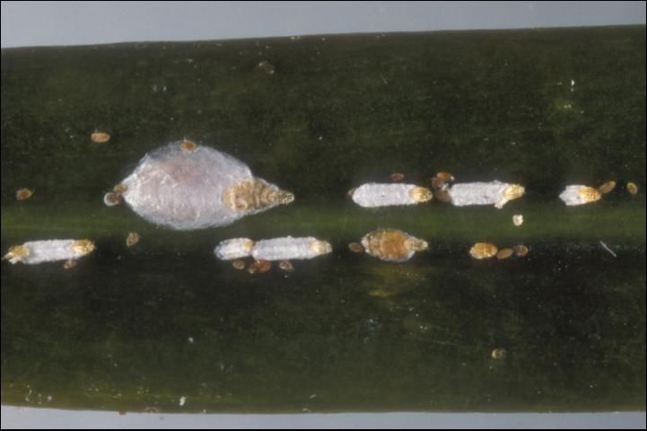 Cottony cushion scale crawlers on sooty mold-covered adults. Cycad aulacaspis scale adult female, male covers, and nymphs.