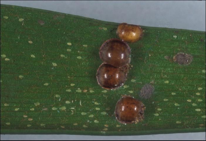 Hemispherical scale on coontie. Hemispherical scale on coontie.