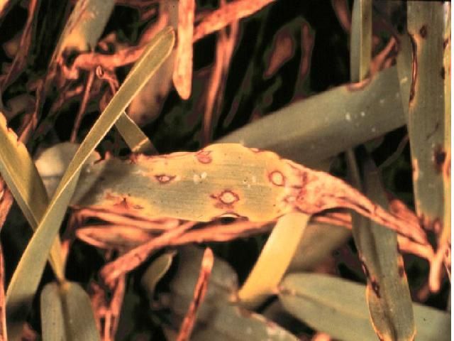 Pest Control Services - Pest Control Treatment in Florida - Image of Gray Leaf Spot