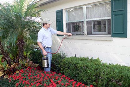 Pest Control Services - Pest Control Treatment in Florida - Image of Shrub
