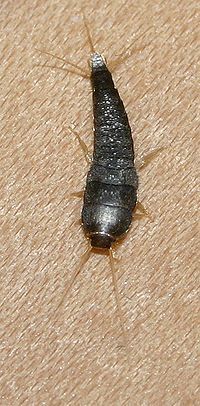 Pest Control Services - Pest Control Treatment in Florida - Image of Silverfish