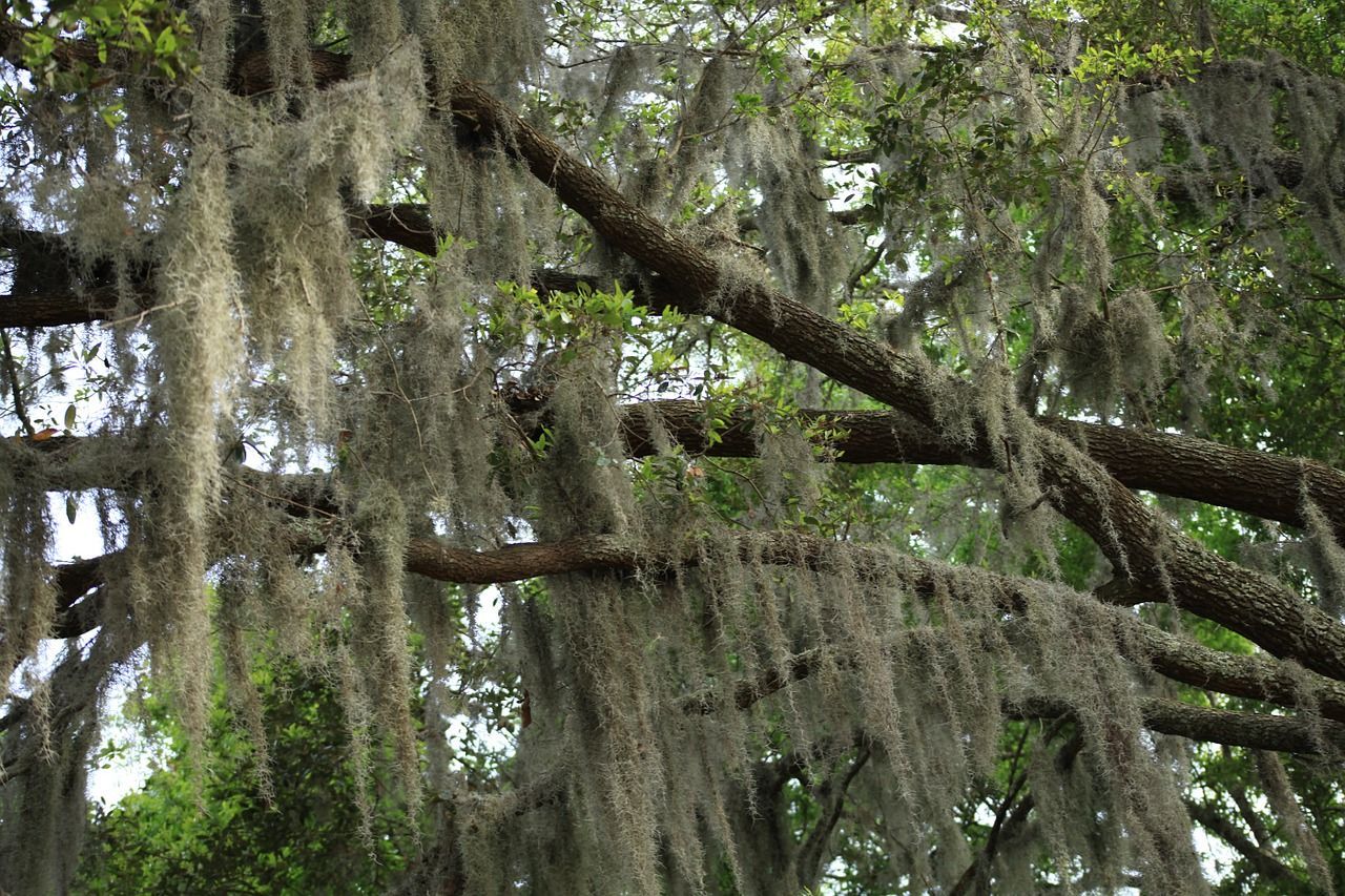 Pest Control Services - Pest Control Treatment in Florida - Image of Landscaping
