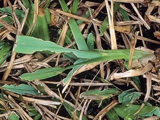 Damage from sod web worm