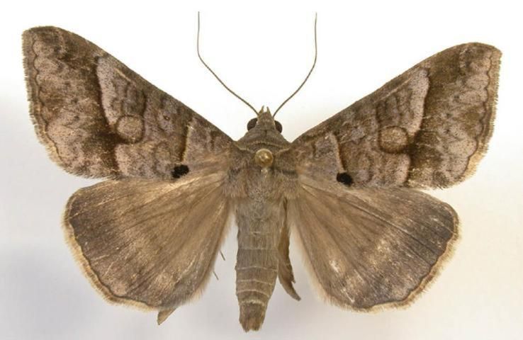 Striped grass looper adult.