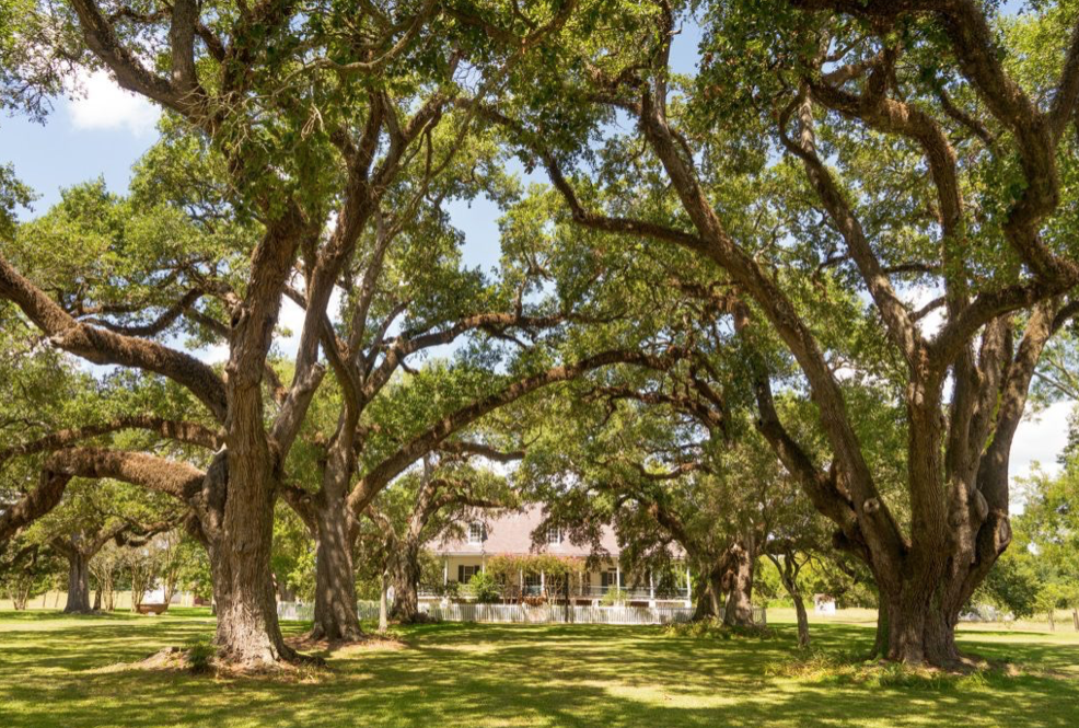 Tree Restoration and How It Can Boost Your Curb Appeal
