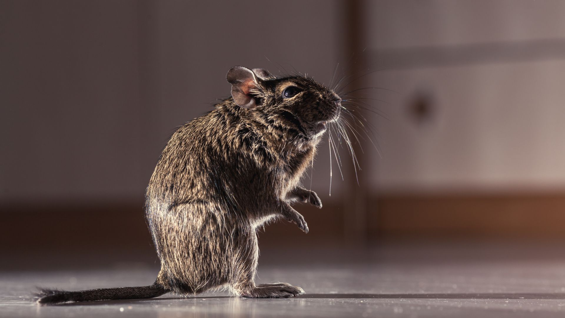 The Rodent Domino Effect: How One Mouse Can Lead to a Bigger Infestation