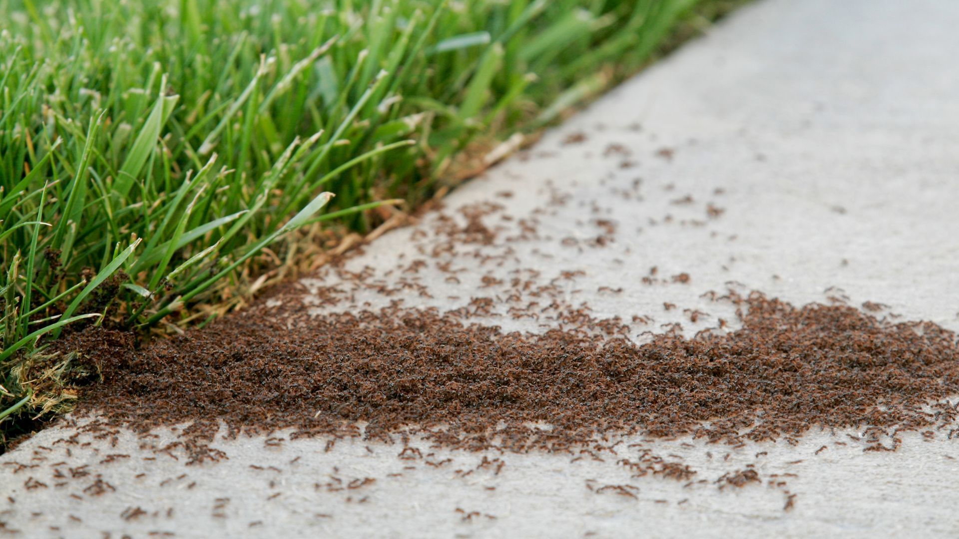 Winter Pest Watch: Common Pests to Look Out for This Season