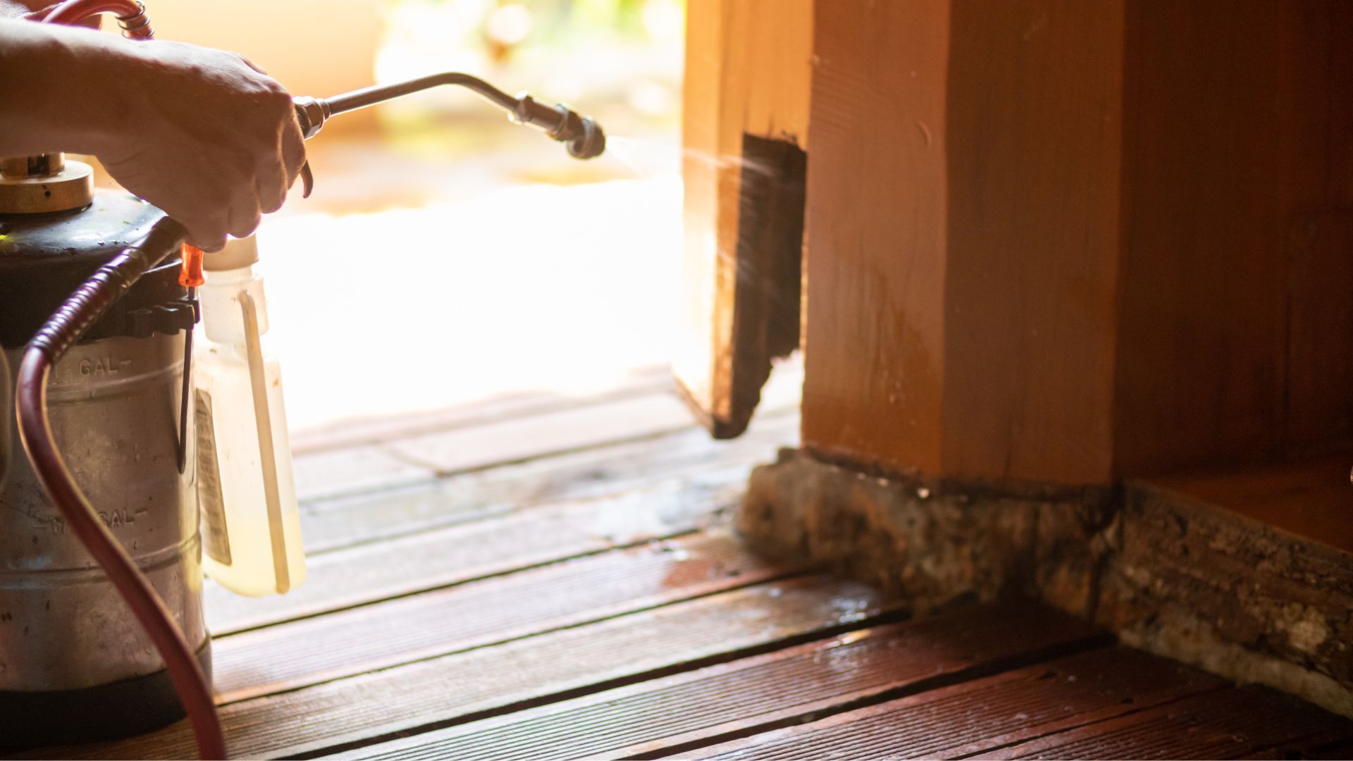The Hidden Threat: How to Protect Your Home from Termite Damage