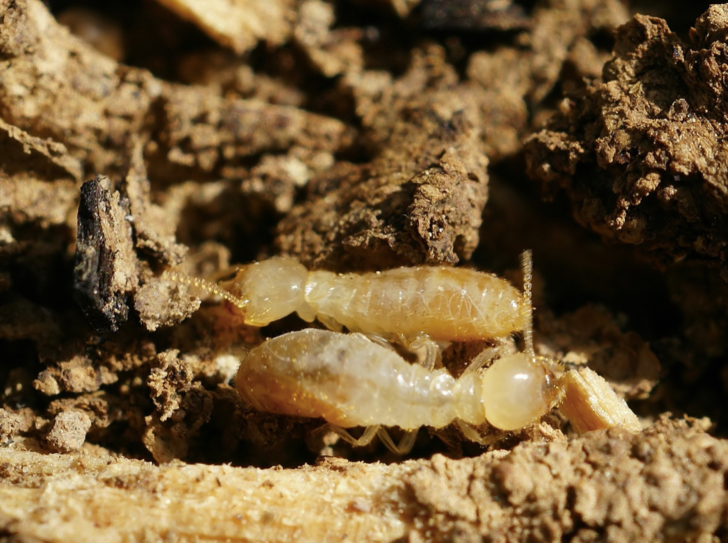 Why You Need To Prevent Termite Budding & Superior Spray