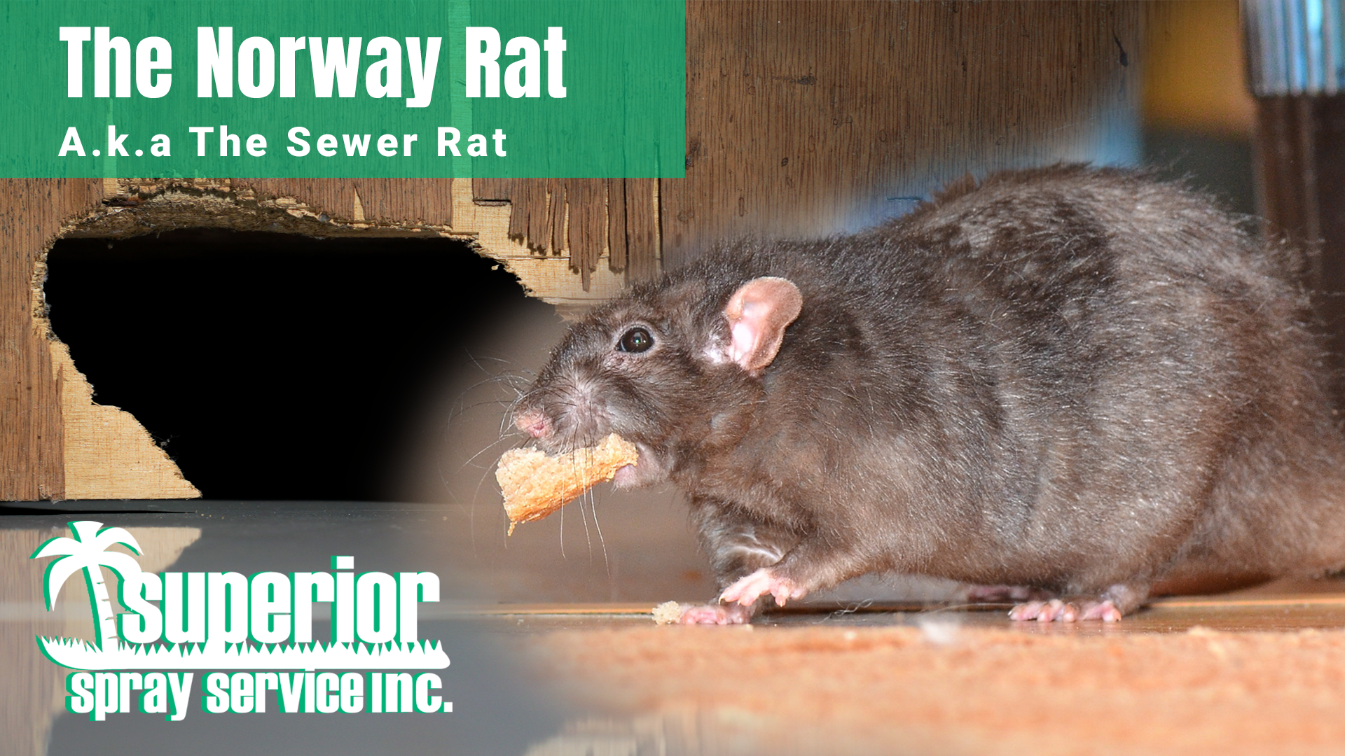 Pest Control Services - Pest Control Treatment in Florida - Image of Rodents