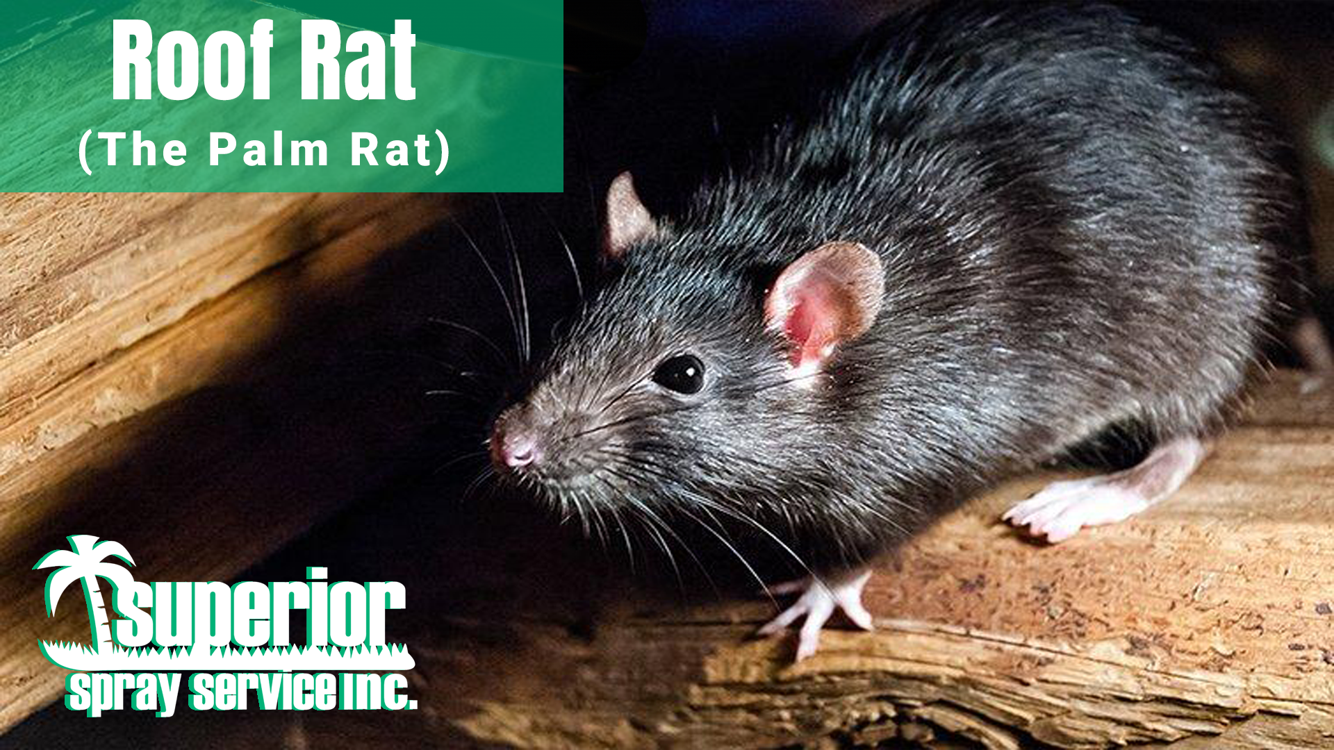 Pest Control Services - Pest Control Treatment in Florida - Image of Rodents