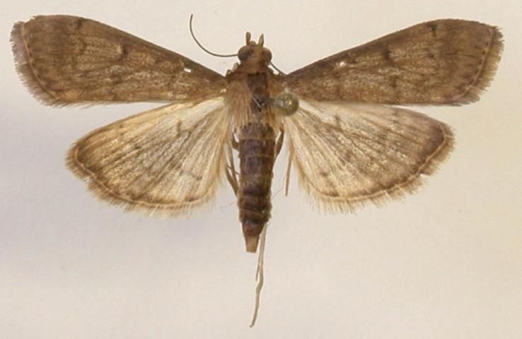 Tropical sod web worm adult.