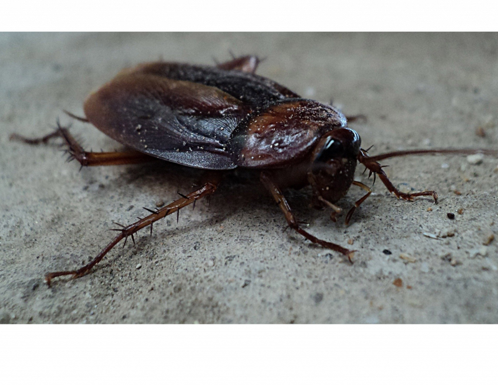 5 Warm Weather Pests That Irk Floridians