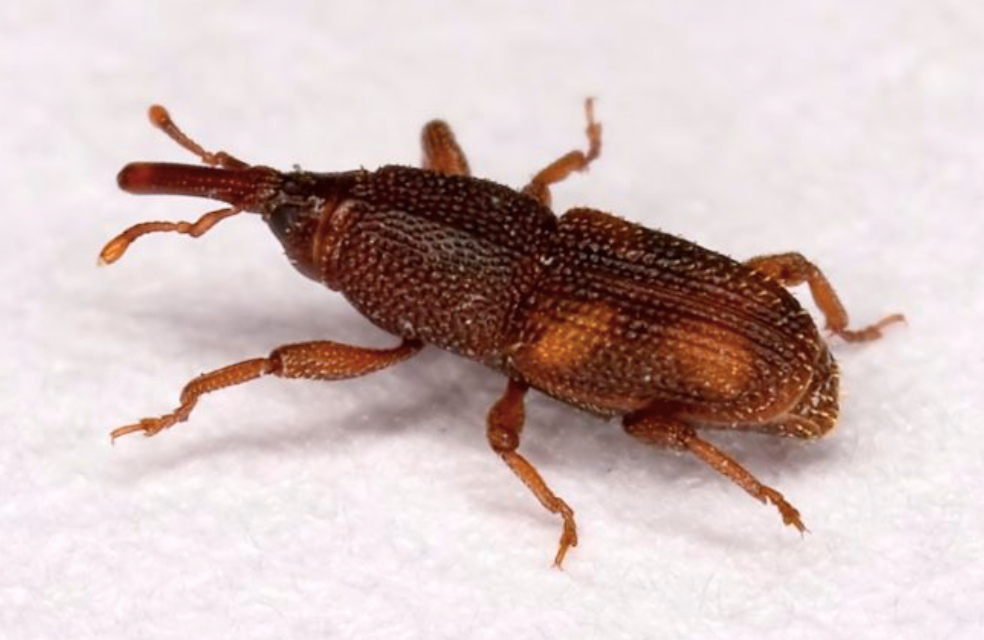 What You Should Know About Pantry Pests