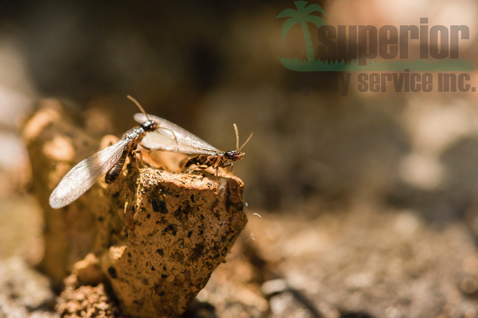 Why You Should Leave Treating Termites To A Professional