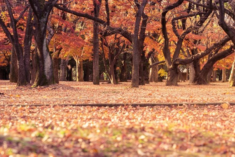 Autumn park with orange leaves covering the ground and trees with red and gold foliage | Jeff's Automotive, Inc