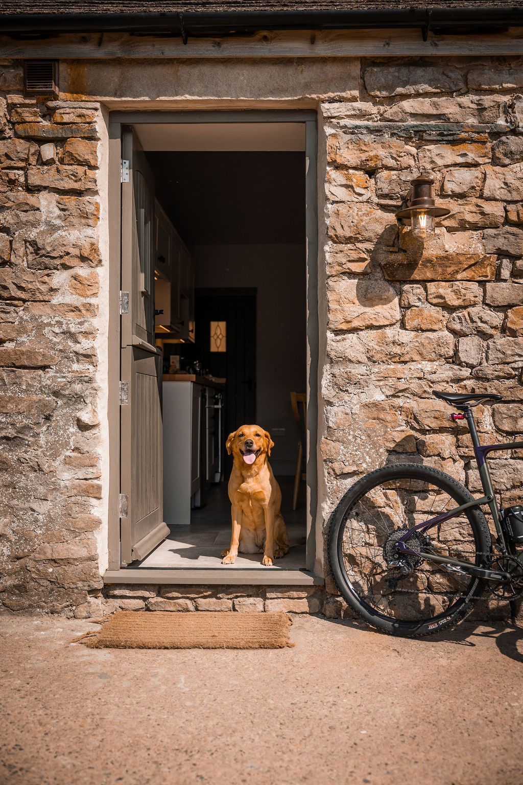 Brown dog standing in a stone doorway beside a bicycle wheel