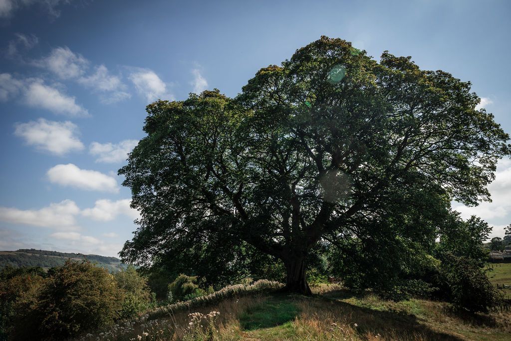 Large leafy tree on a grassy hill under a blue sky with scattered clouds.