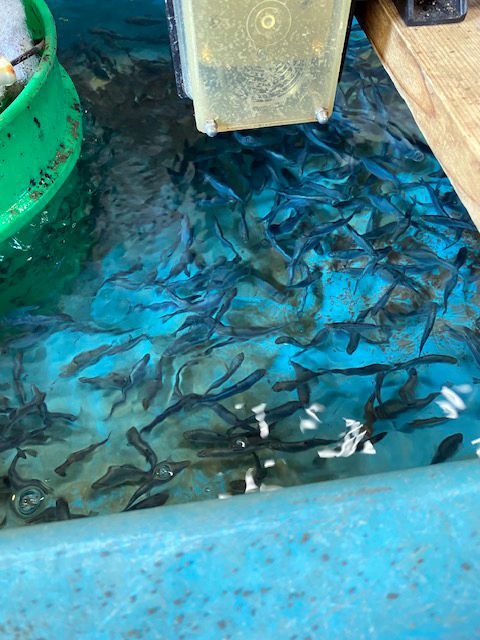 Trout/Farm