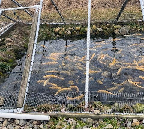 A group of trout are swimming in a pond behind a fence.