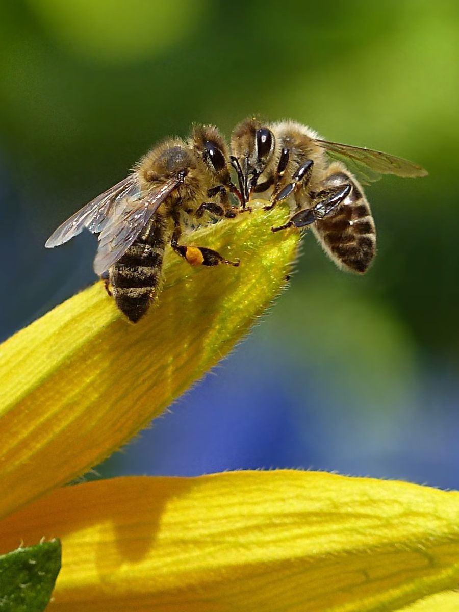 Bees, Honey, Fertilizer, Eggs & More