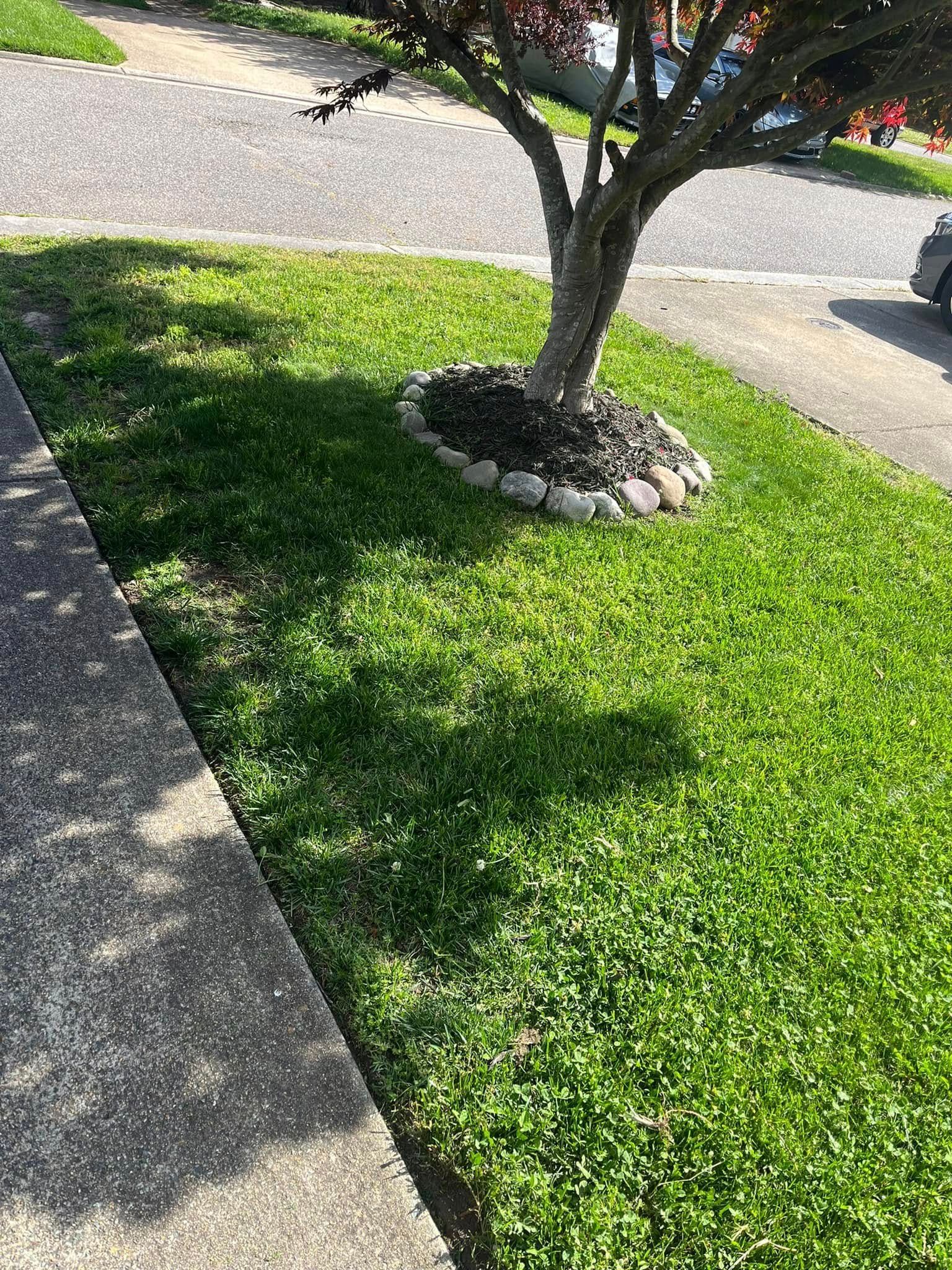 Sunlit lawn with a small tree in a stone border beside a sidewalk and street
