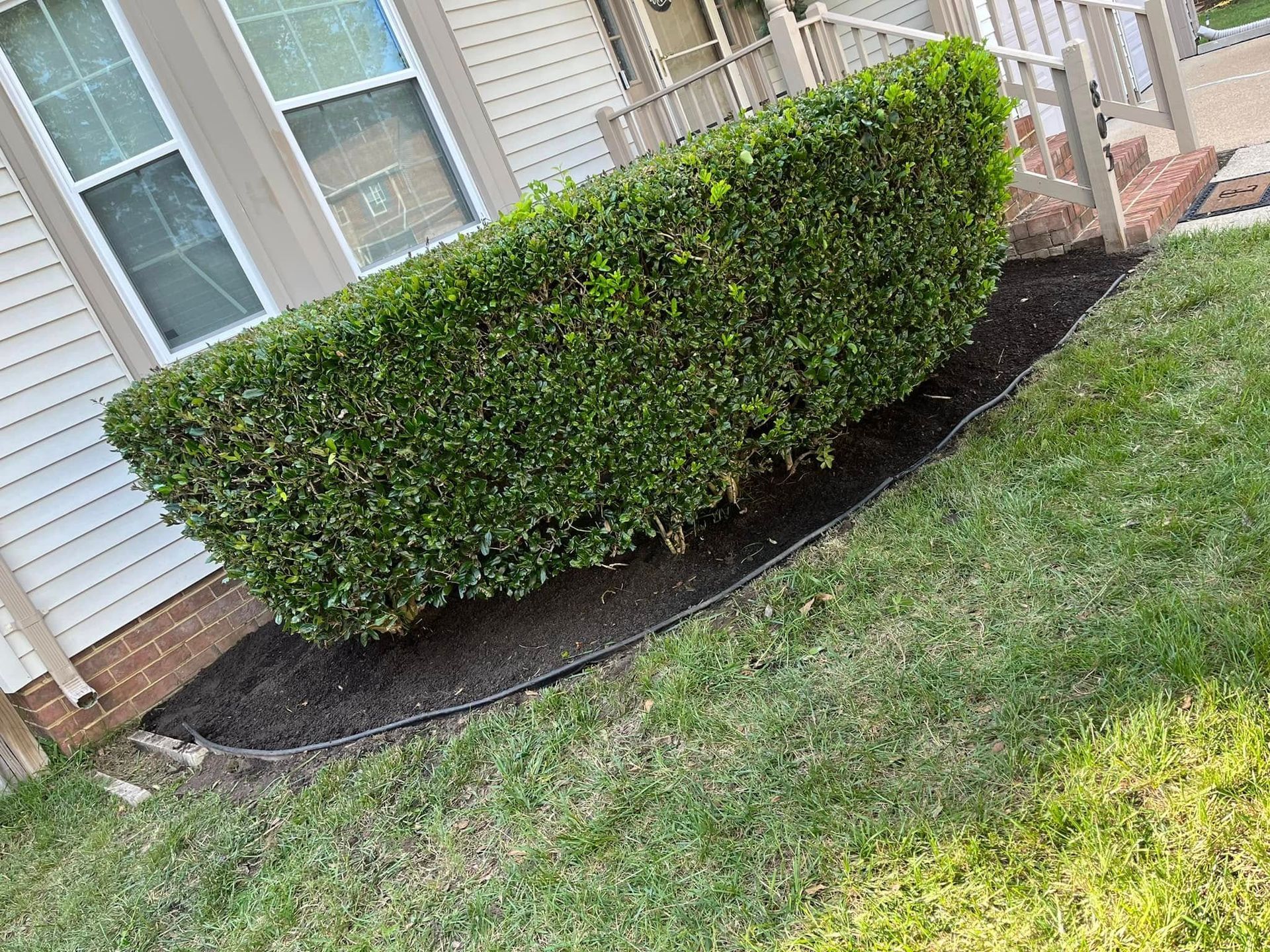 Trimmed green hedge beside a house window, bordered by black mulch and grass.