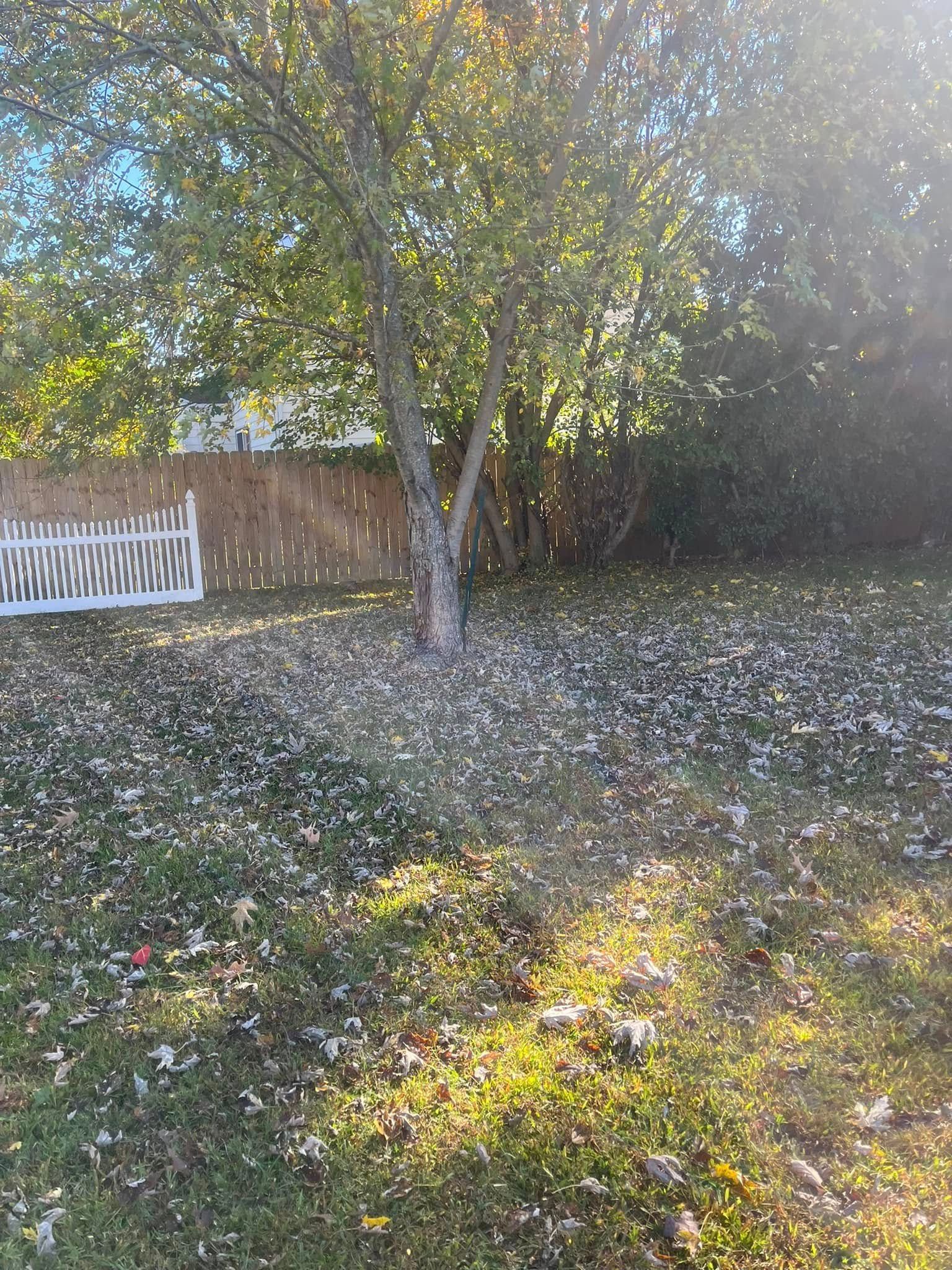 Sunlit backyard with a tree, leaf-covered grass, a wooden fence, and a white gate in the left corner