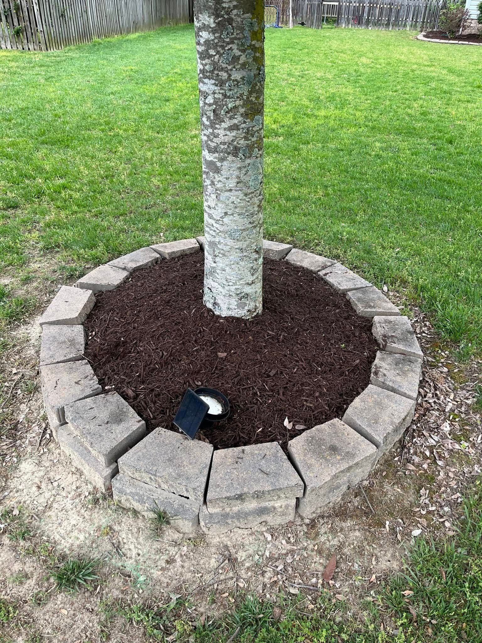 Tree trunk in a circular stone planter with dark mulch and green grass surrounding it.