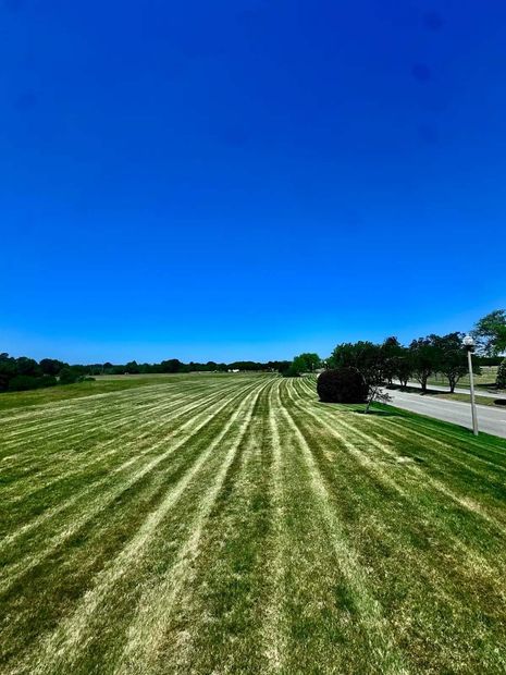 Mowed grassy field under a bright blue sky beside a road and trees