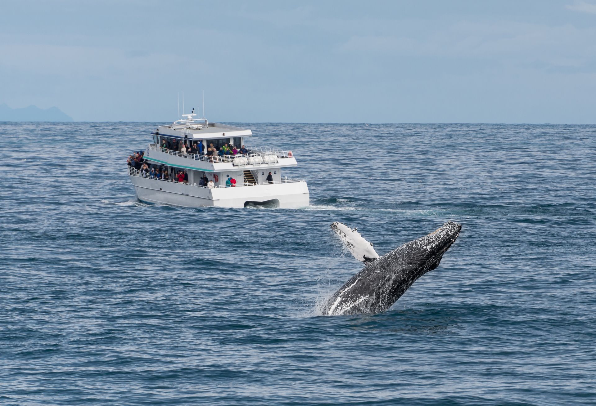 Whale breaches ocean surface near a boat with passengers on deck. Cloudy sky above.