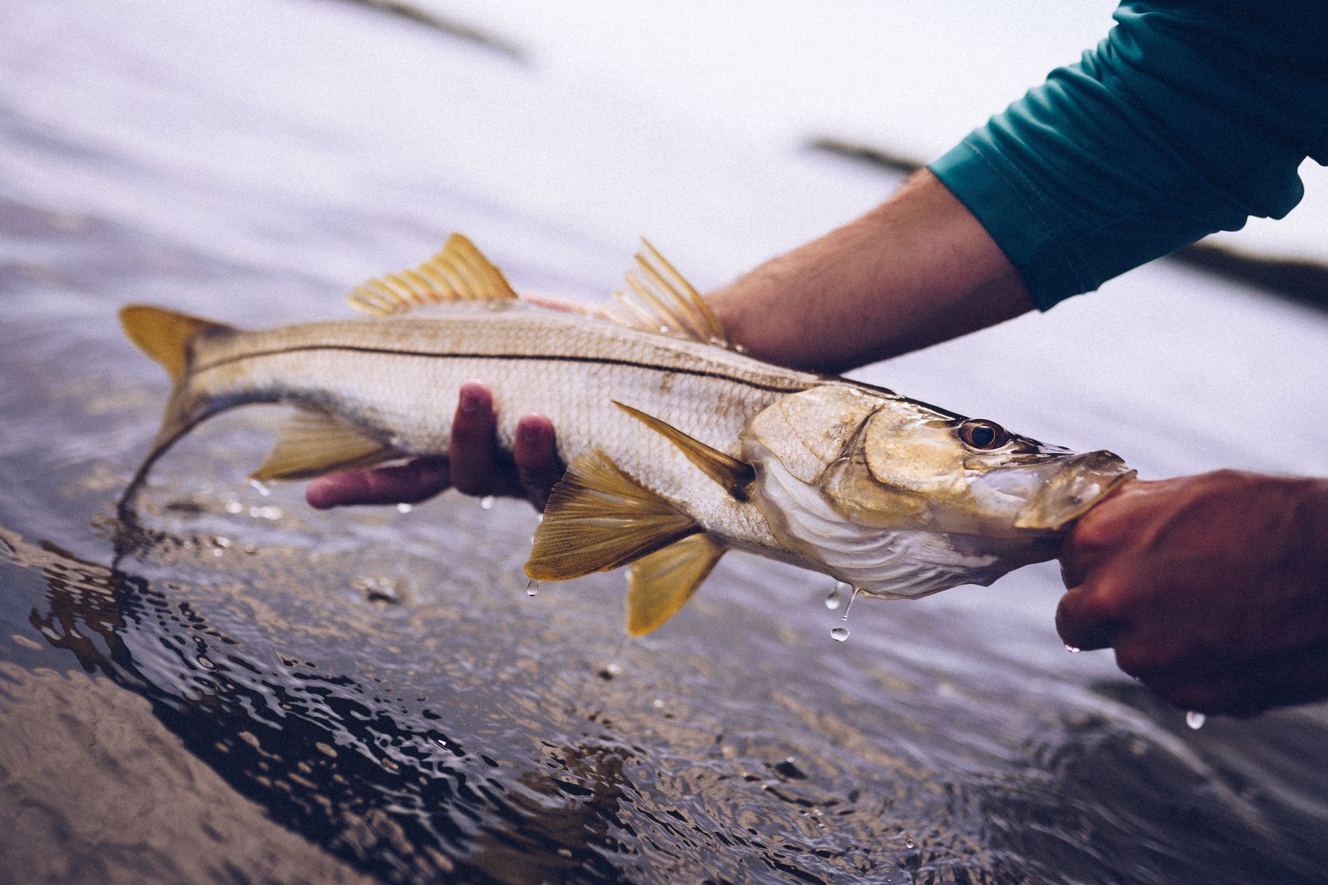 Person holding a snook fish in shallow water; fish is silvery-white with yellow fins.