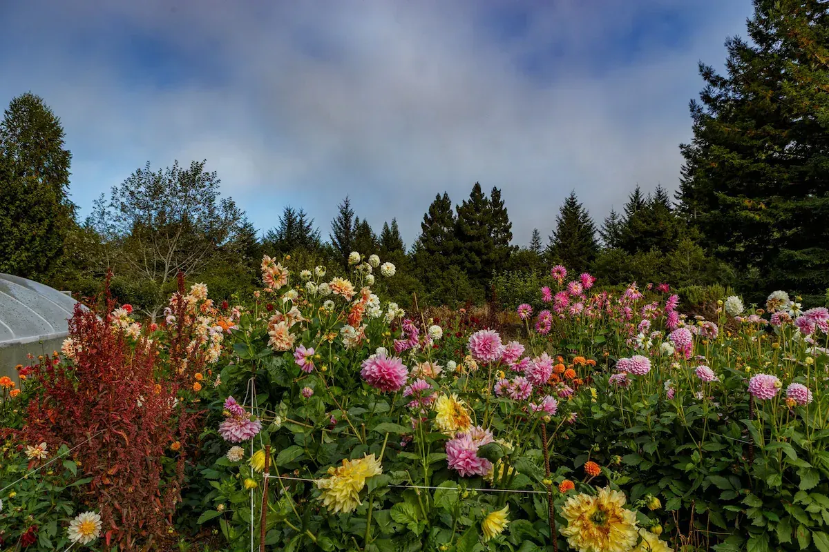Colorful dahlia flowers blooming in a garden with a cloudy sky above.