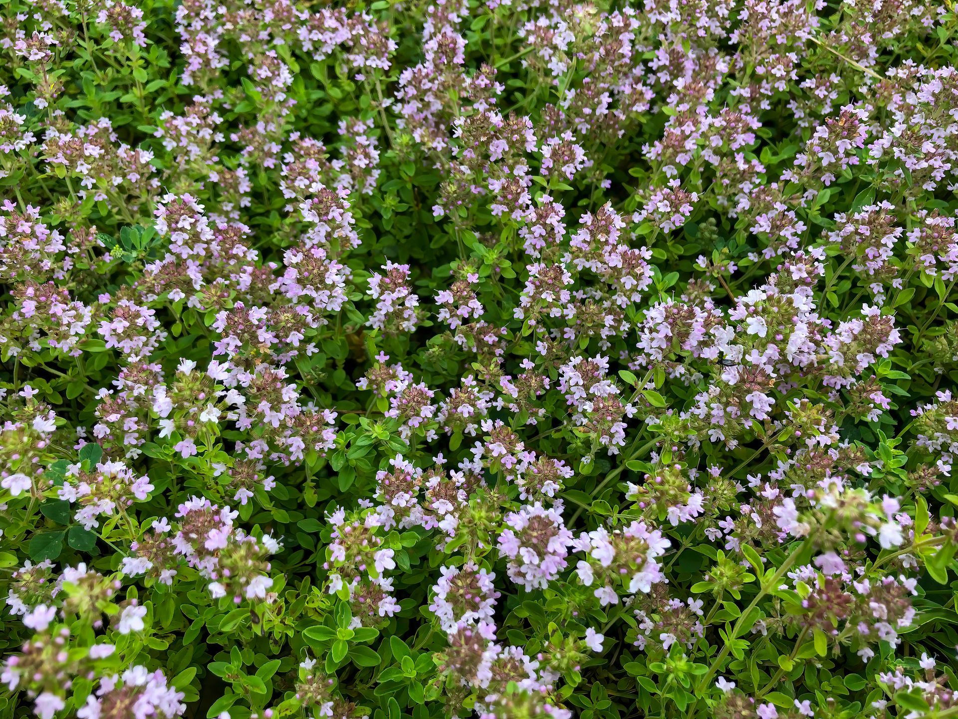 Shrubs and Perennials — Marion, IA — S&B Scapes Shrubs and Perennials — Marion, IA — S&B Scapes