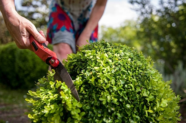 Brush Cutting — Marion, IA — S&B Scapes