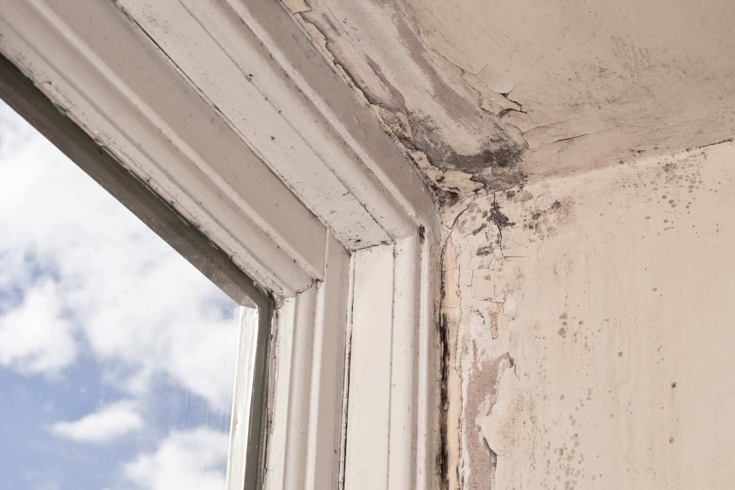 A close up of a window frame with mold on it.