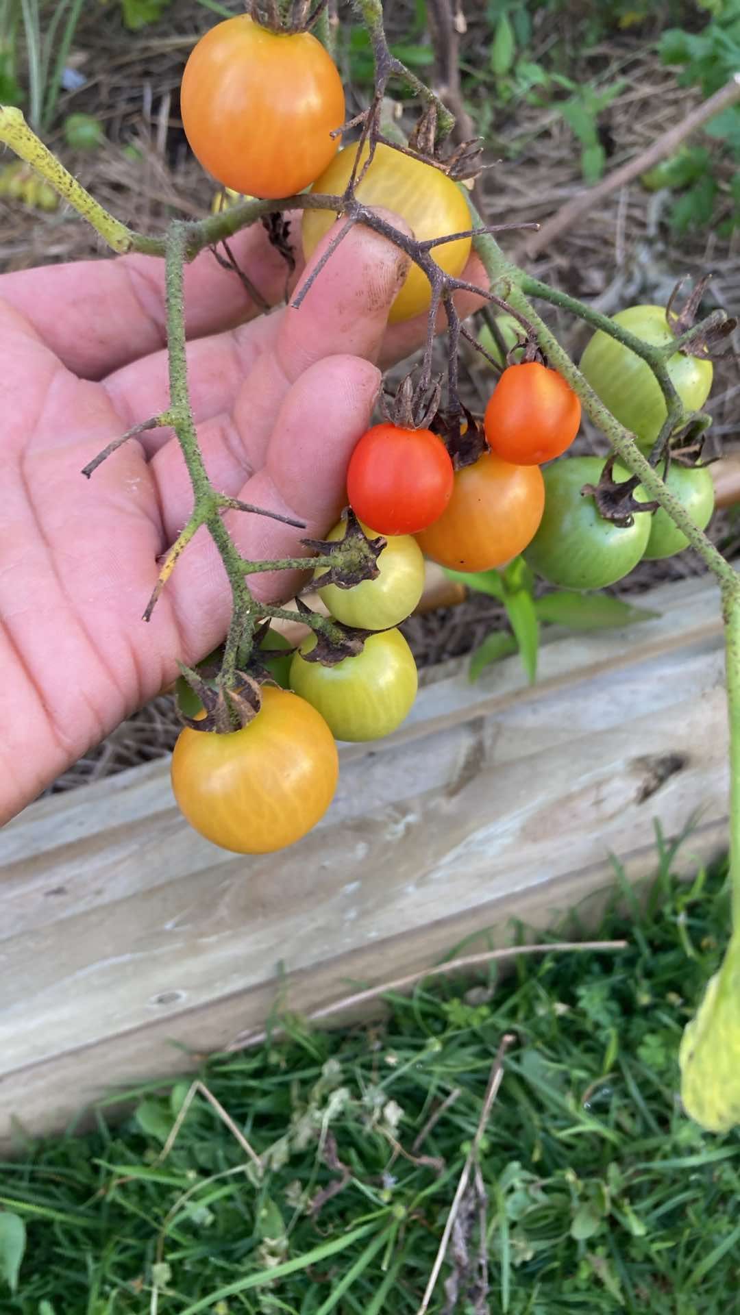A hand holding a cluster of ripening cherry tomatoes, ranging from green to orange and red, growing on a vine in a garden.