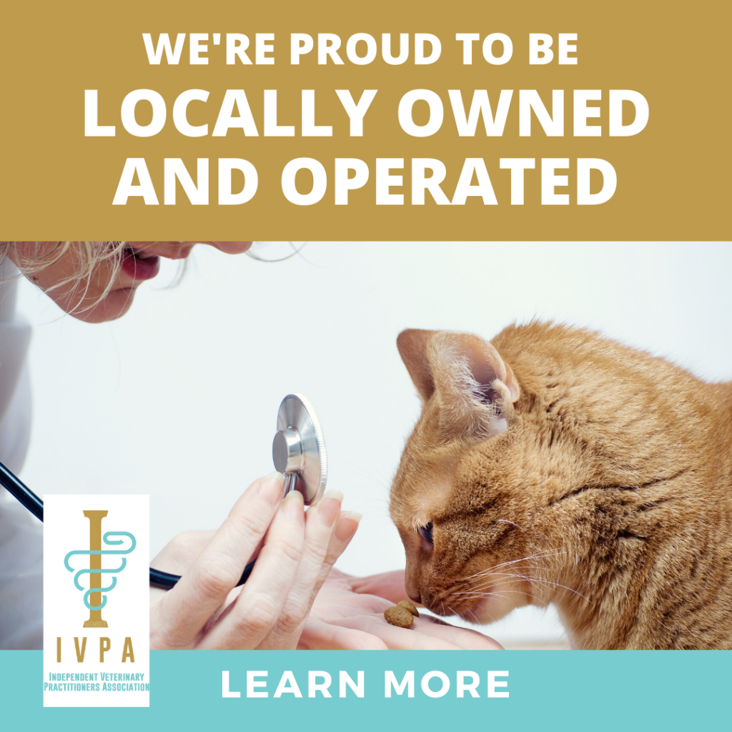 A Woman Is Examining a Cat with A Stethoscope.