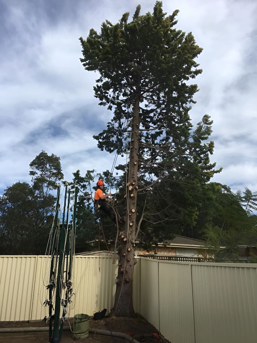 A Man Is Climbing A Tree In A Backyard — All Area Tree Service Pty Ltd In Woy Woy, NSW