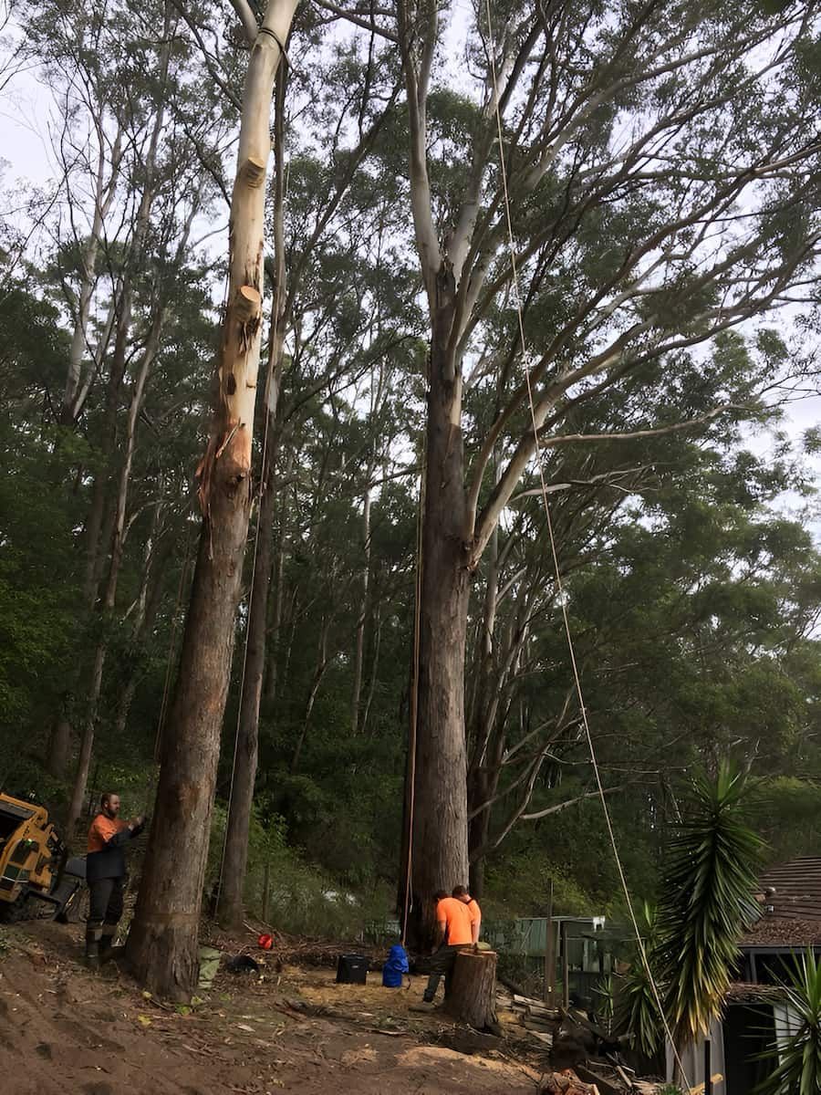 A Group Of People Are Working On A Tree In The Woods — All Area Tree Service Pty Ltd In Newcastle, NSW