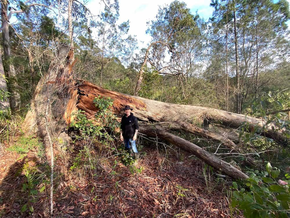 A Man Is Standing Next To A Fallen Tree In The Woods — All Area Tree Service Pty Ltd In Fountaindale, NSW