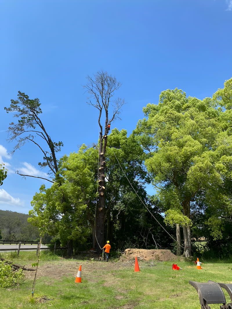 A Group Of People Are Cutting Down A Tree In A Field — All Area Tree Service Pty Ltd In Fountaindale, NSW