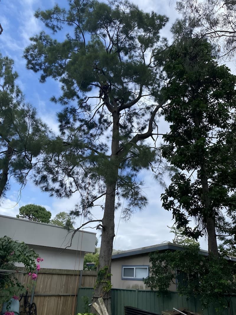 A Large Pine Tree Is Sitting In Front Of A House — All Area Tree Service Pty Ltd In Fountaindale, NSW