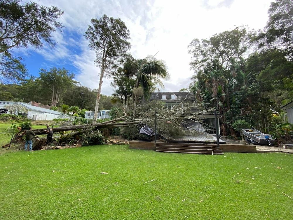 A Large Tree Has Fallen On A Lush Green Field In Front Of A House — All Area Tree Service Pty Ltd In Fountaindale, NSW