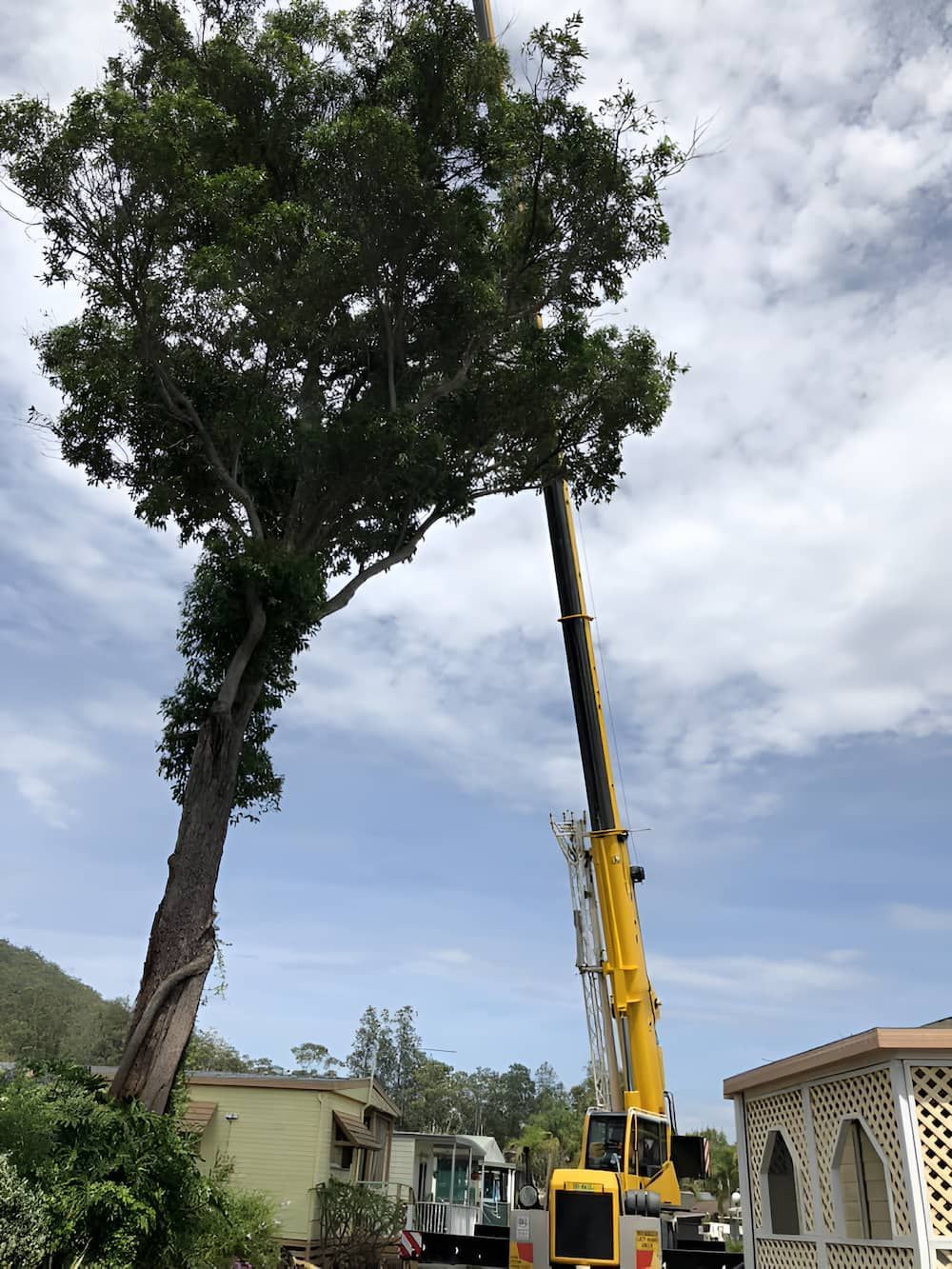 A Large Tree Is Being Removed By A Crane — All Area Tree Service Pty Ltd In Woy Woy, NSW