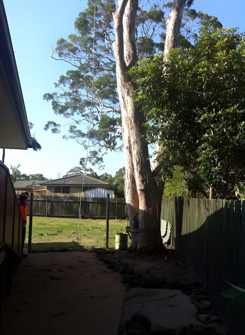 A Fenced In Yard With A Large Tree In The Foreground — All Area Tree Service Pty Ltd In Fountaindale, NSW