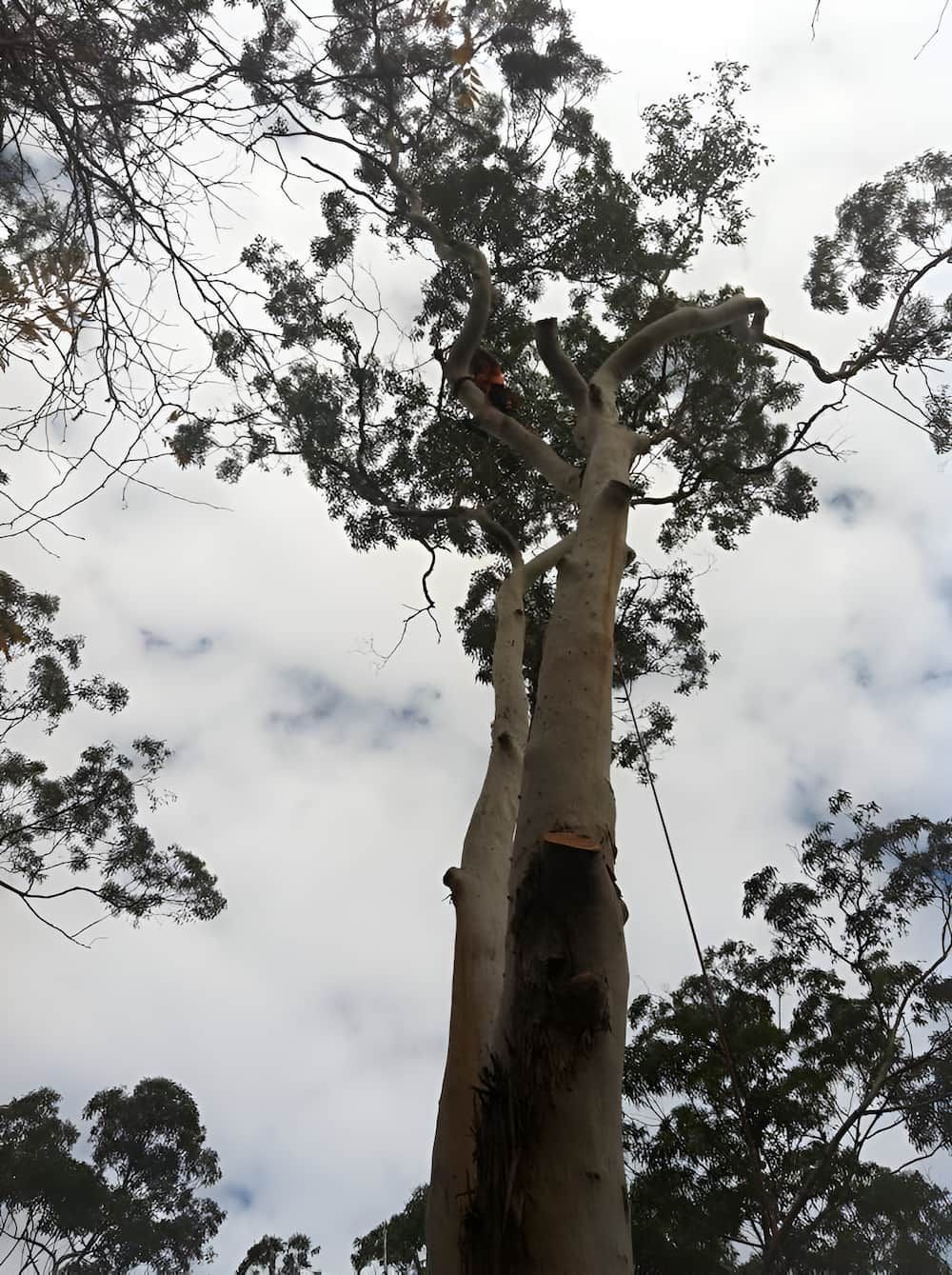 Looking Up At A Tree With A Cloudy Sky In The Background — All Area Tree Service Pty Ltd In Fountaindale, NSW