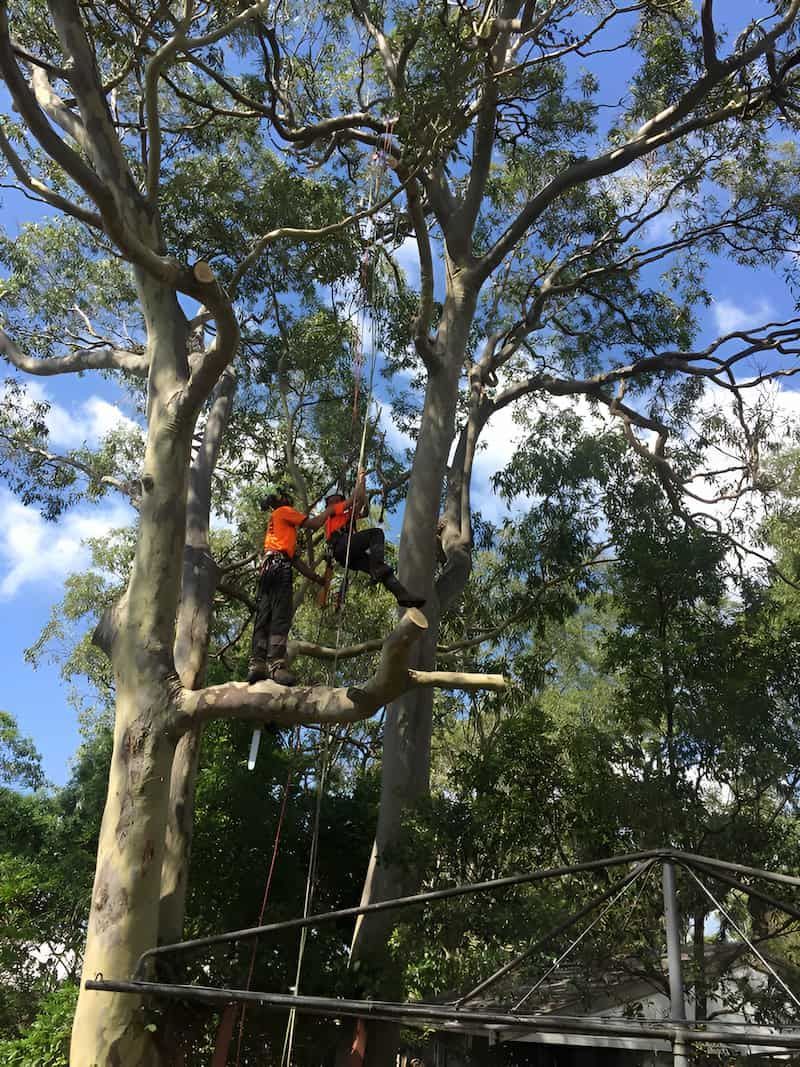 A Couple Of People Are Standing On Top Of A Tree — All Area Tree Service Pty Ltd In Tuggerah, NSW