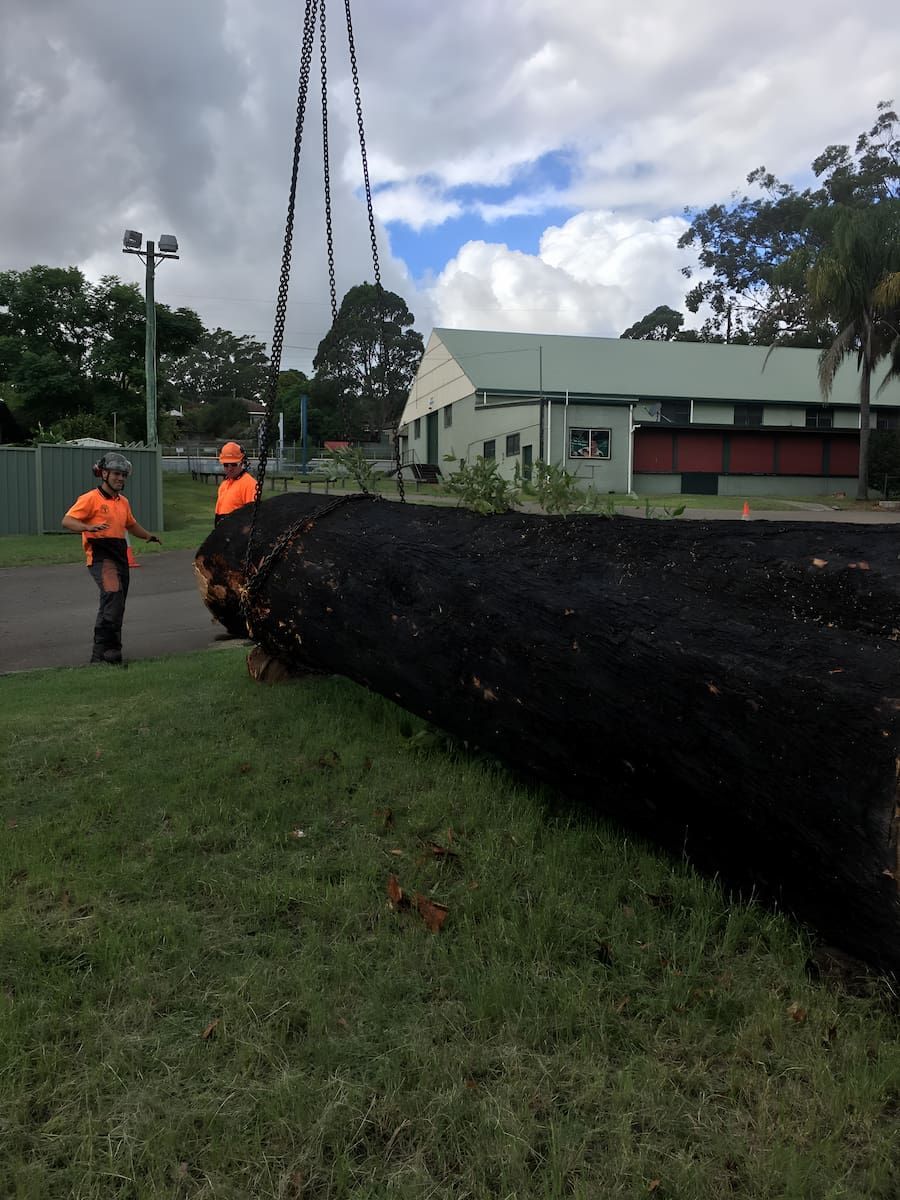 A Large Tree Trunk Is Being Lifted By A Crane — All Area Tree Service Pty Ltd In Gosford, NSW